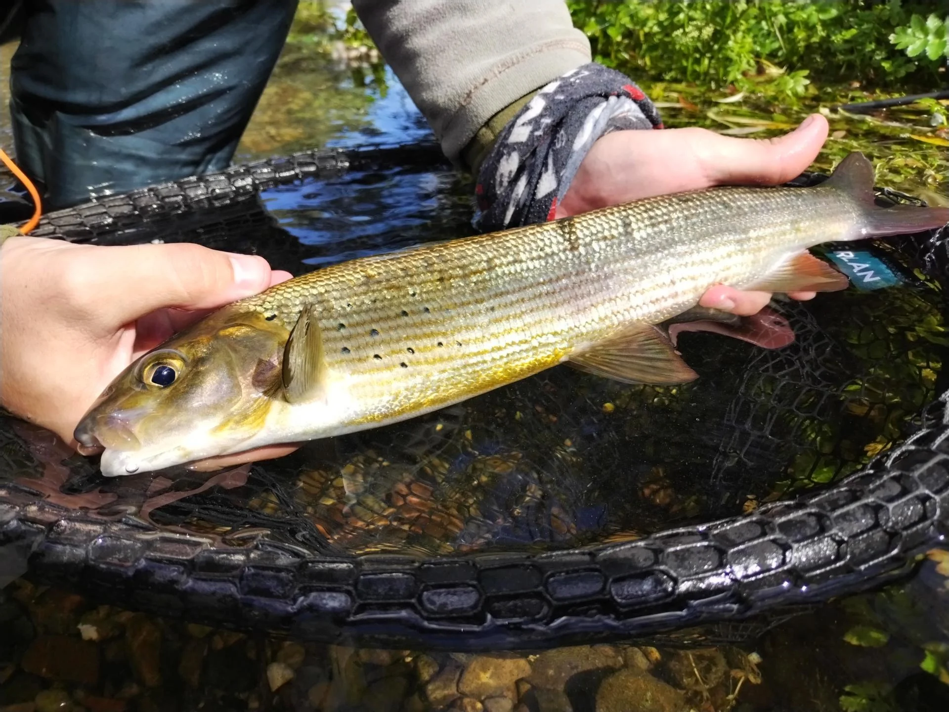 Img 20250929 124919 copie