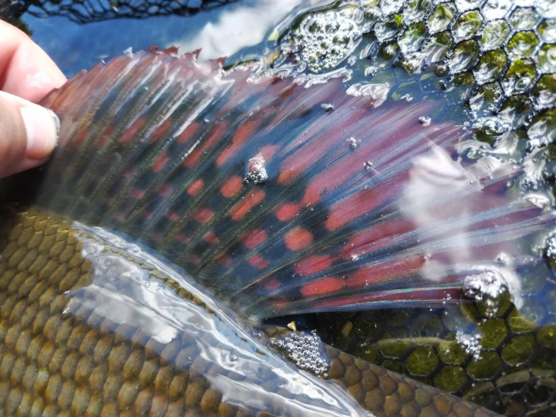 Img 20250929 145144 copie